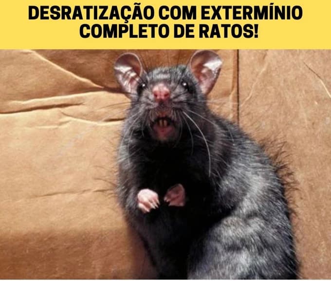 Desratização com extermínio completo de ratos!